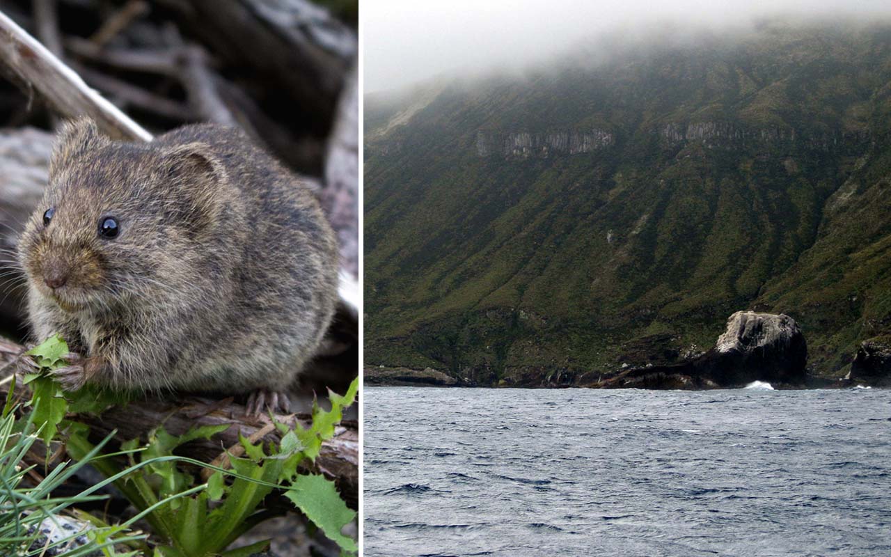 Antipodes Island, New Zealand, mice, mouse, facts, nature, island, people, uninhabited 