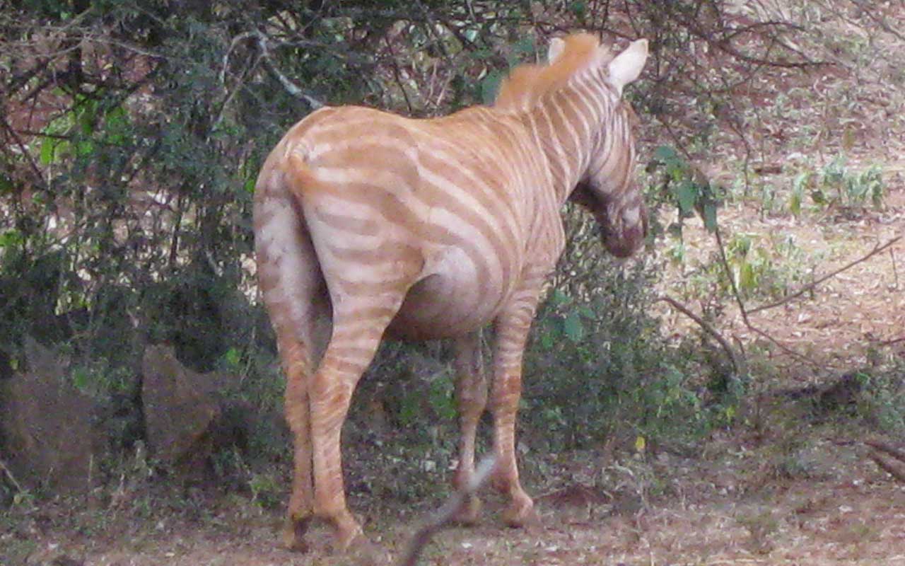 golden zebra