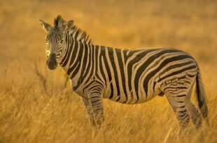 zebra, facts, animals, nature, life