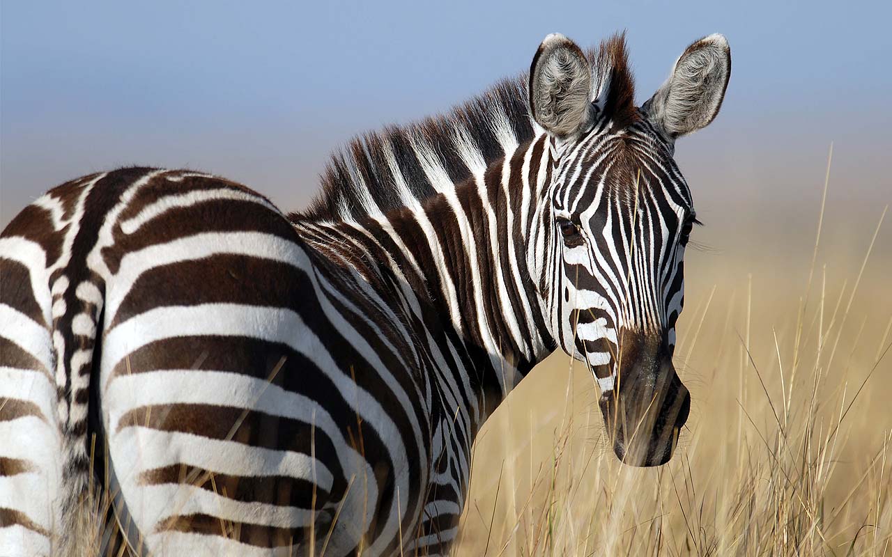 answers, questions, zebra, black, white, stripes, animals, facts