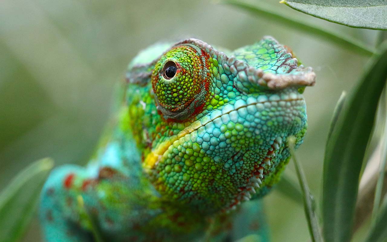 chameleon, facts, life, people, health, nature, animals, answers