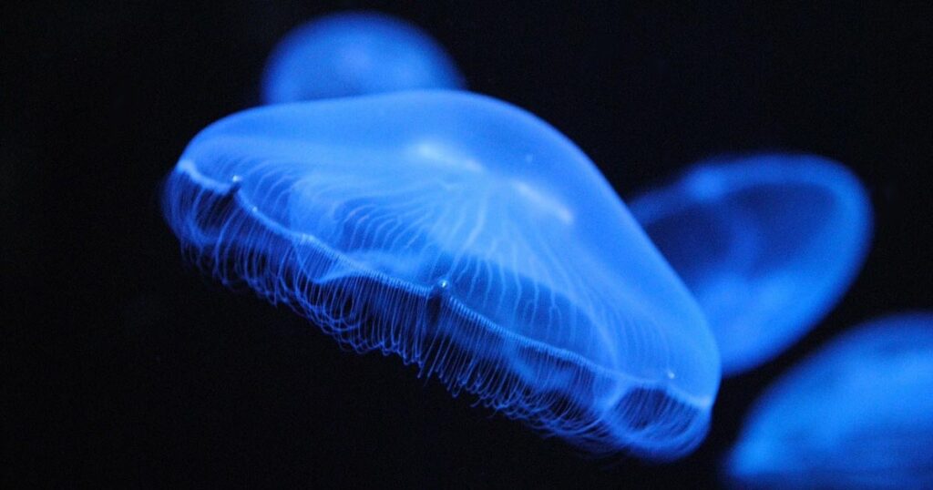 science, nature, living, life, animals