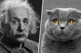 cat, dog, facts, people, animals, science