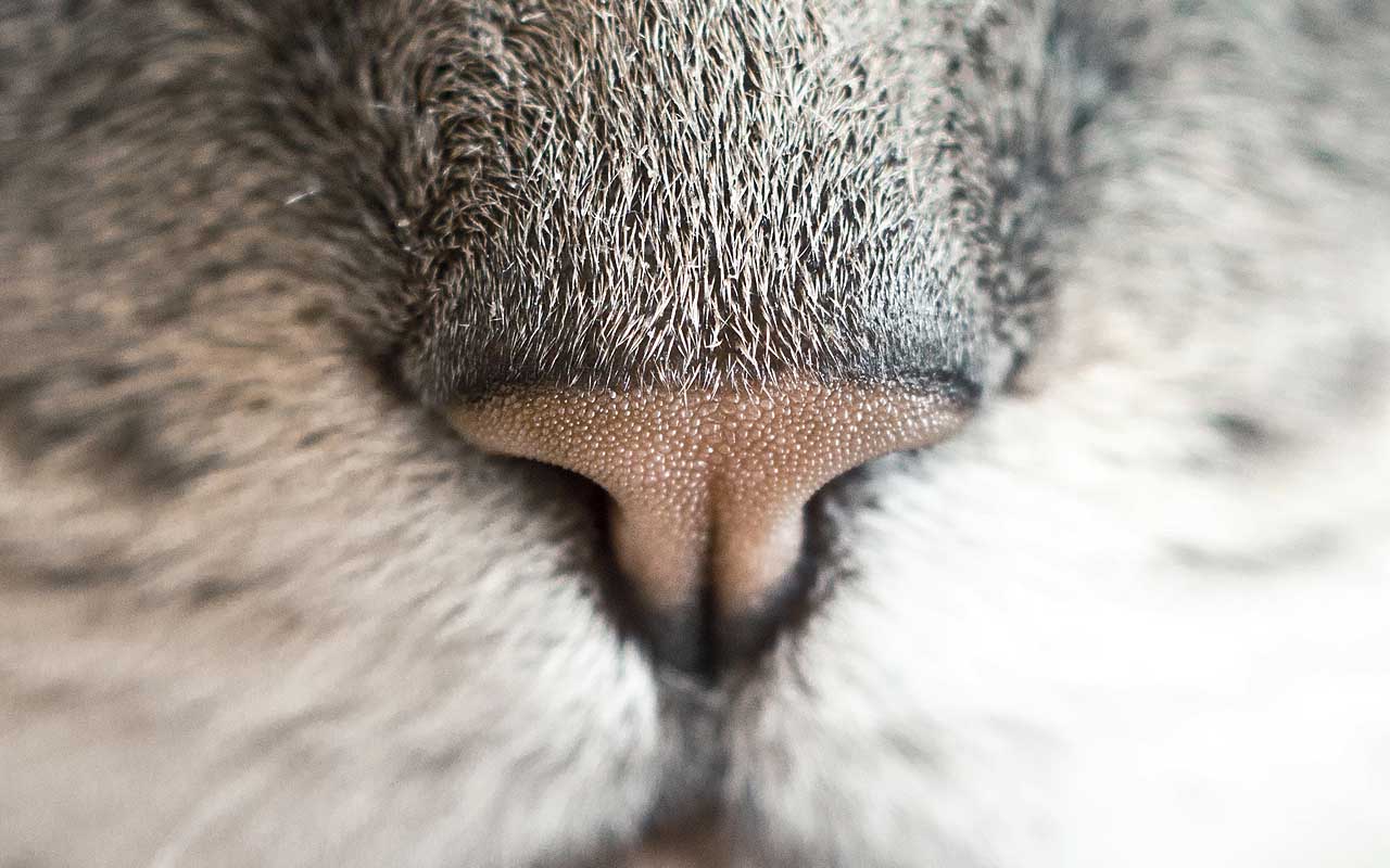 cat, nose, people, animals, life, facts, reveal