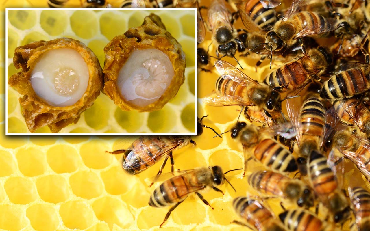 royal honey, queen bee, facts, insects, nature, Earth, planet, science