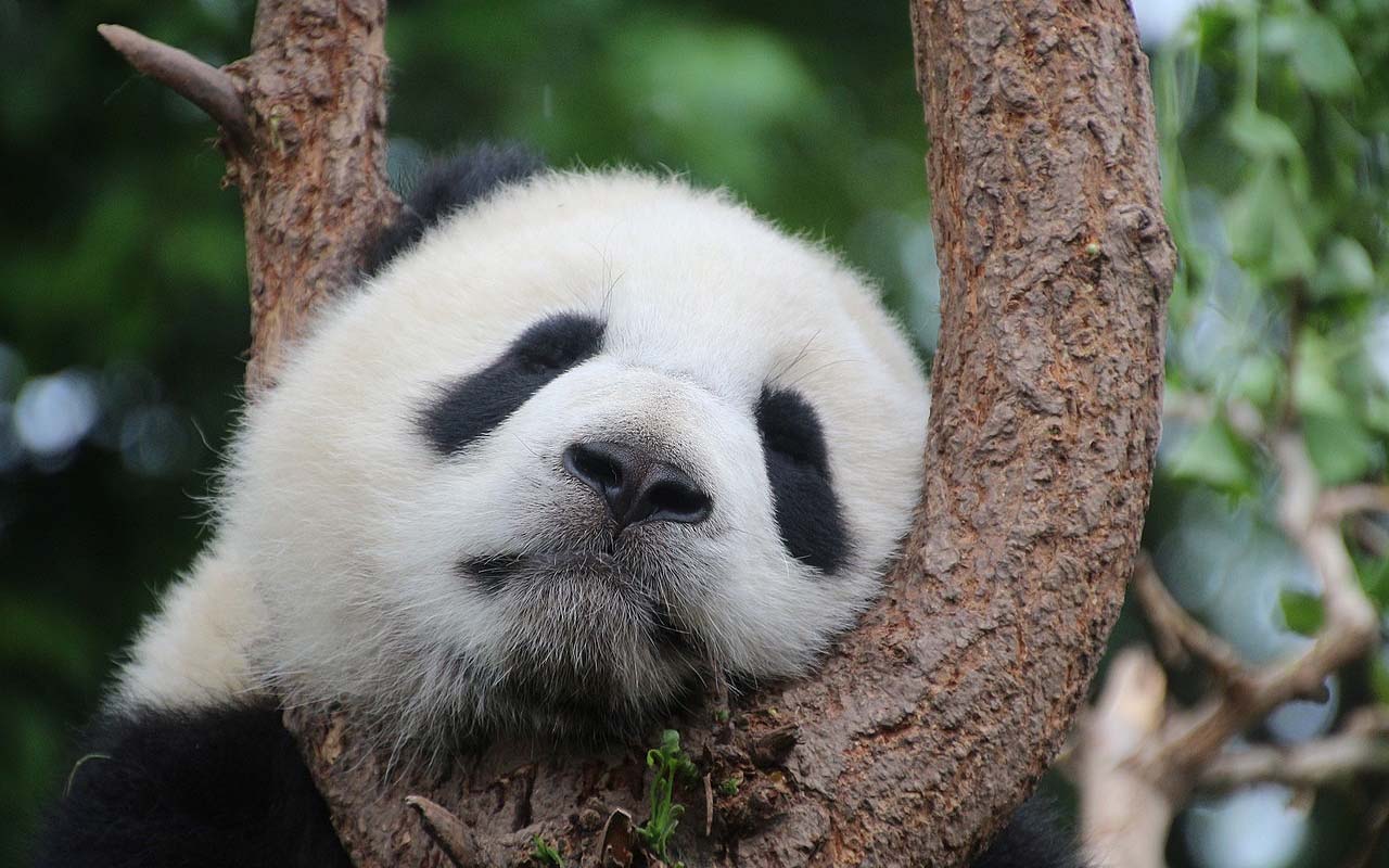 pandas, sleeping, nature, animals, facts, amuse