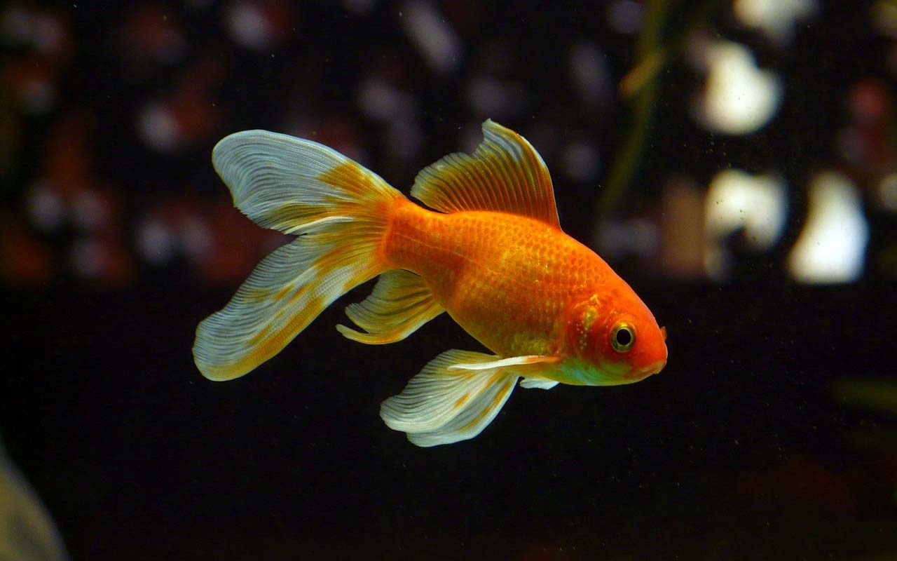 goldfish, color, pigment, facts, life, nature, animals, ocean, pet