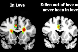 brain, facts, science, life, people, relationships