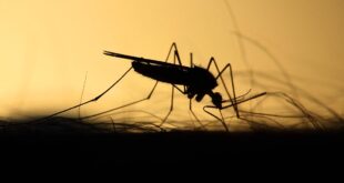 mosquitos, facts, nature, insects, life