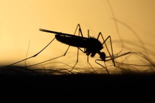 mosquitos, facts, nature, insects, life