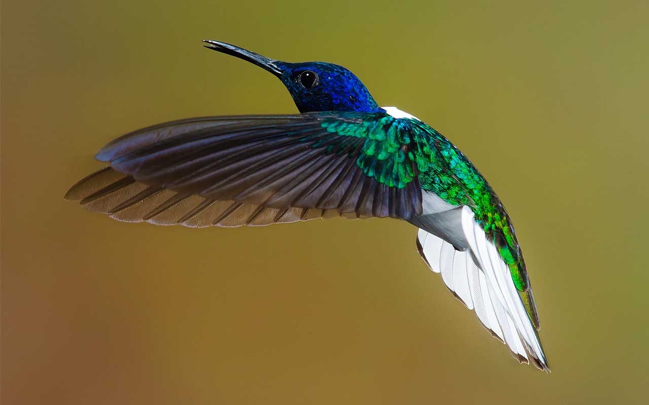 hummingbird, weight, penny, life, nature, facts, universe, birds