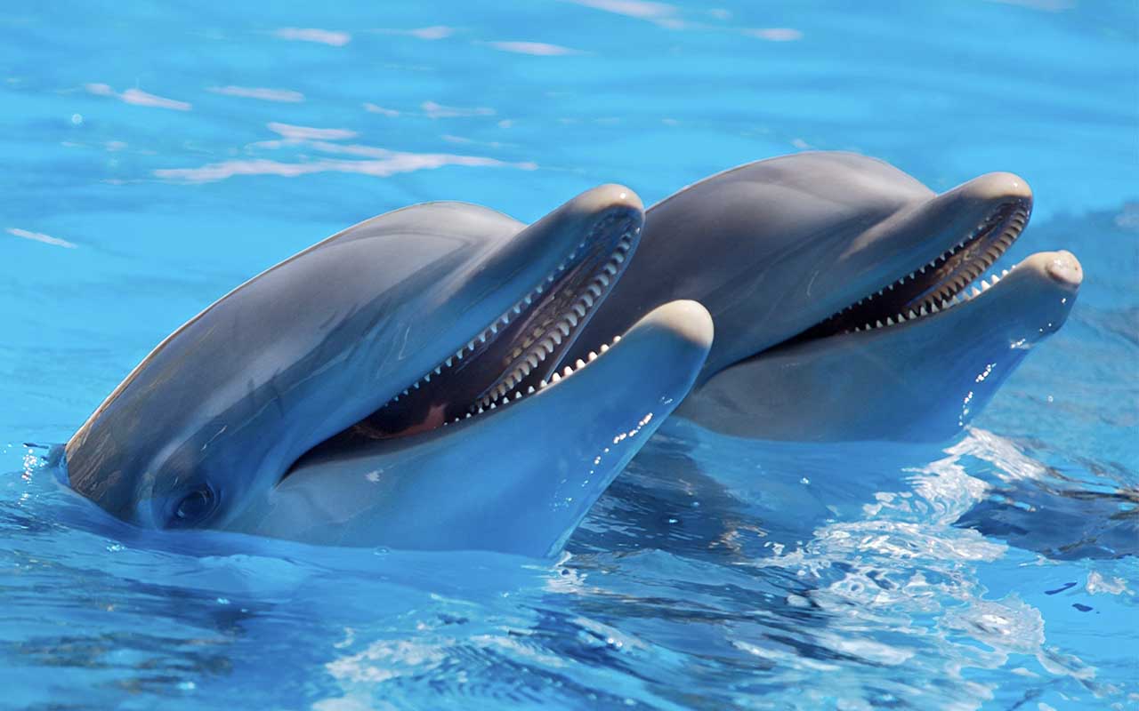 dolphins, animals, mammals, sea, ocean, whistle, life, false, nature