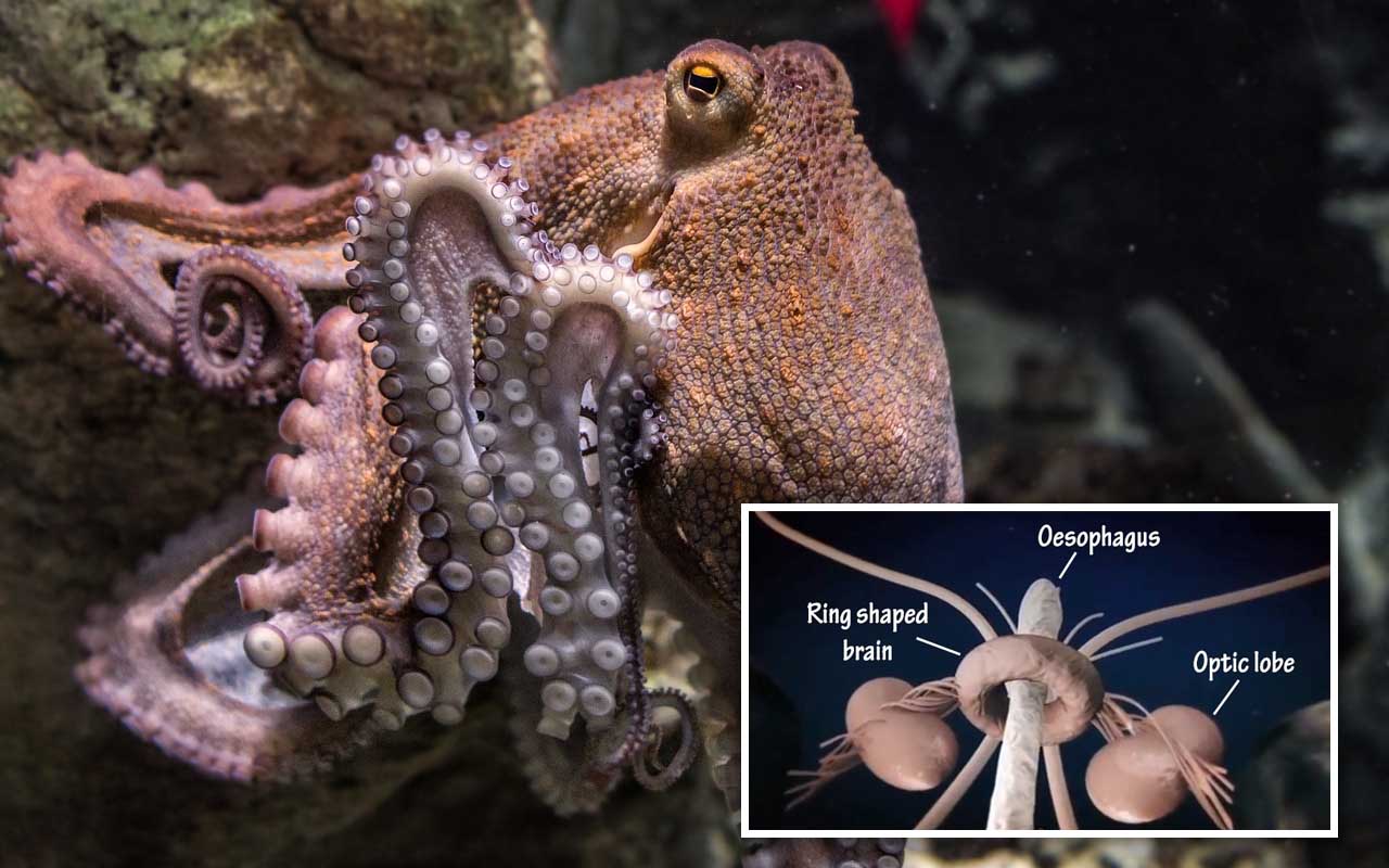 octopus, facts, life, nature, false, true, ocean