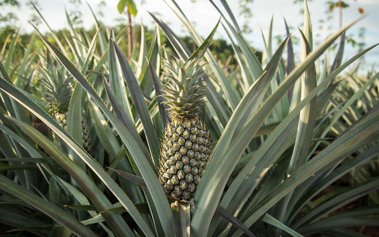 pineapples, plant, growing, facts, nature, life, farming