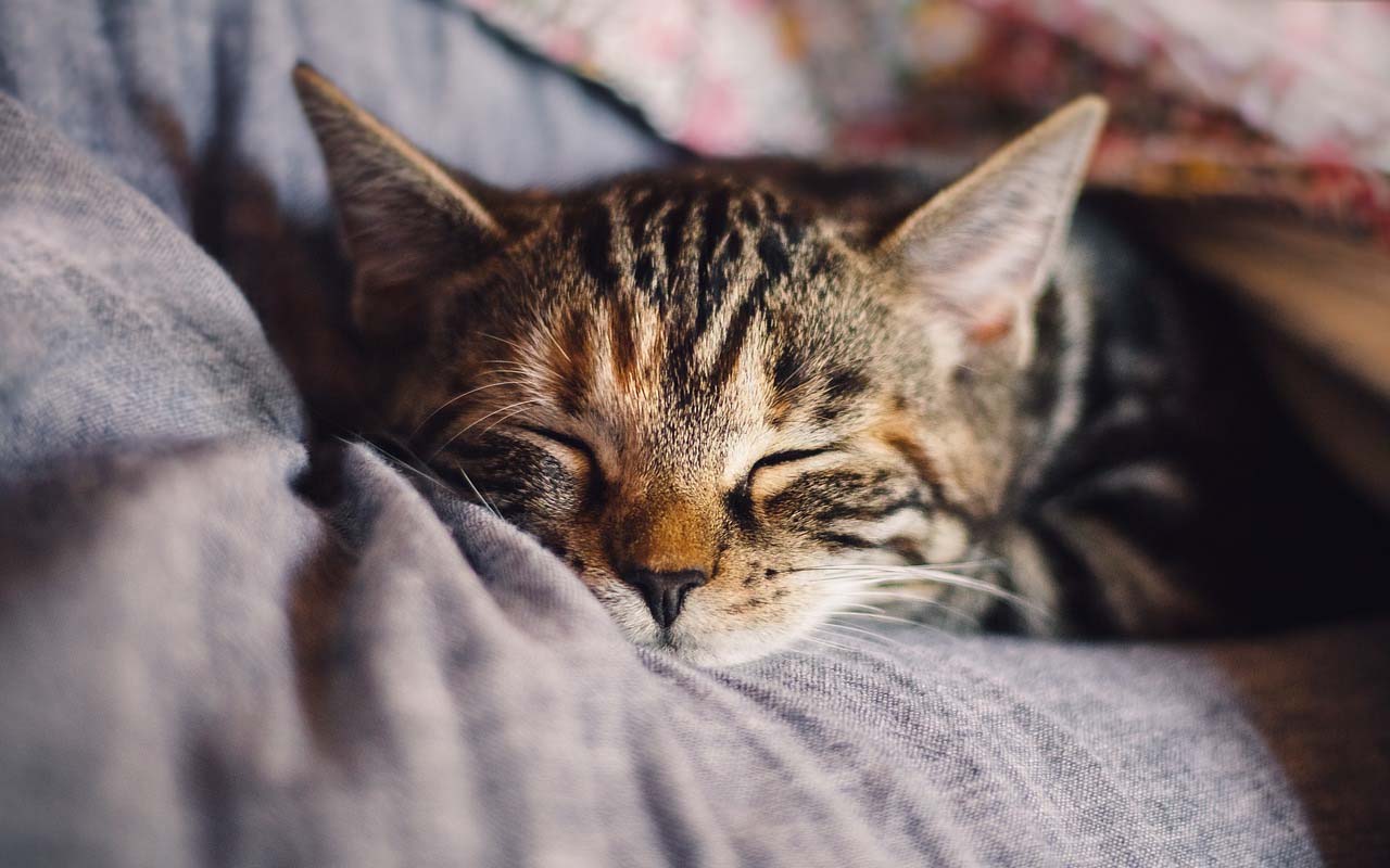 cat, sleeping, behavior, affection, life, facts, animals