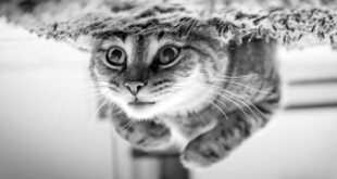cats, love, facts, science, life, animals