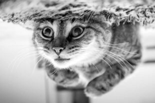 cats, love, facts, science, life, animals