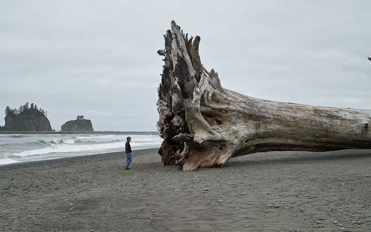 La Push, Washington, PA, driftwood, ocean, beach, life, facts, La Push