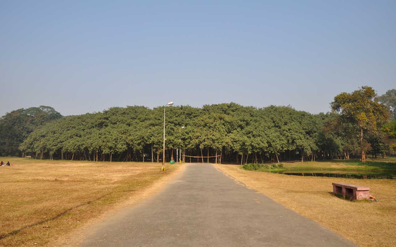 banyan tree, Kolkata, India, facts, travel, Asia, facts, science, nature