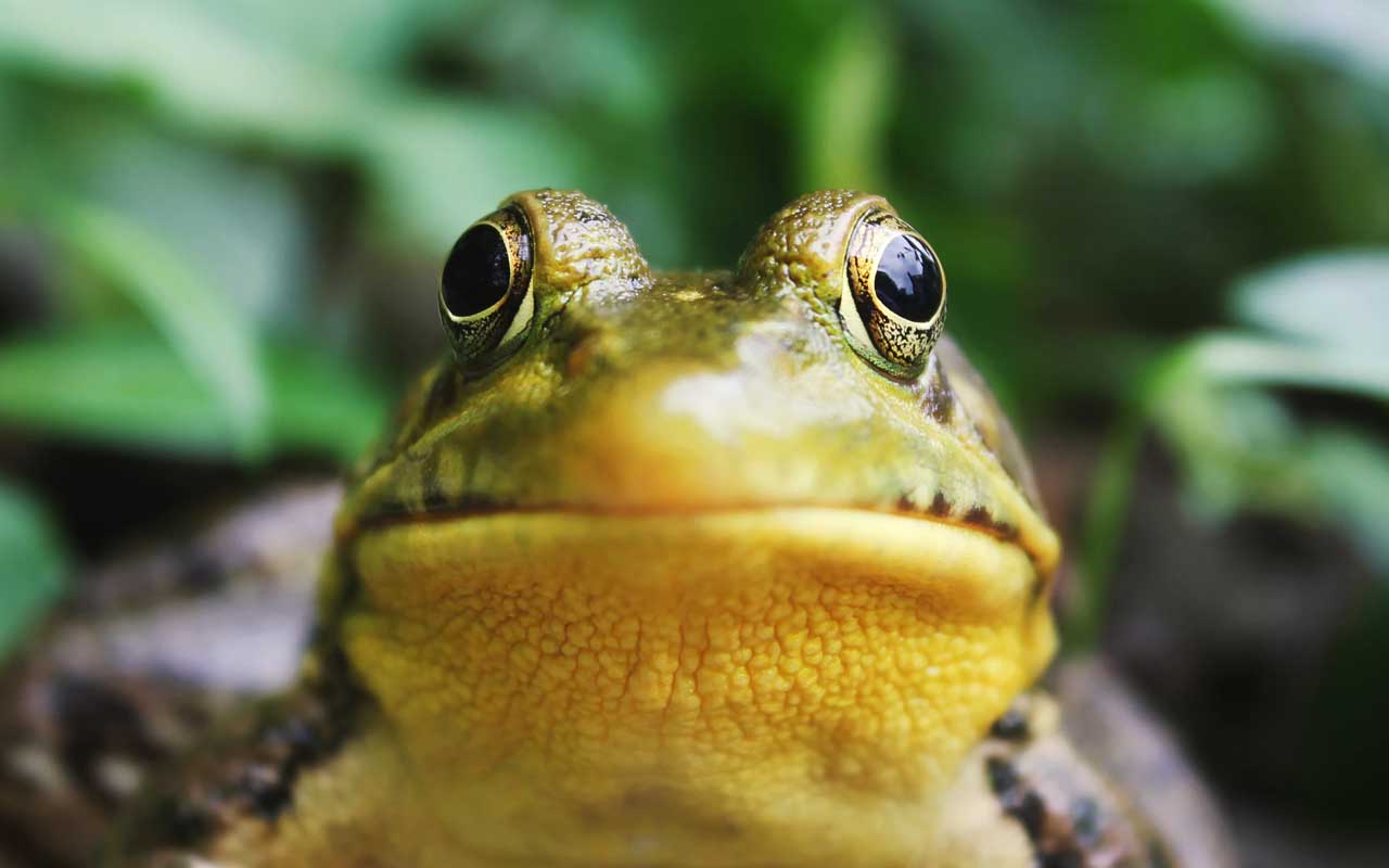 frog, eyes, food, facts, science, nature, Earth, animals