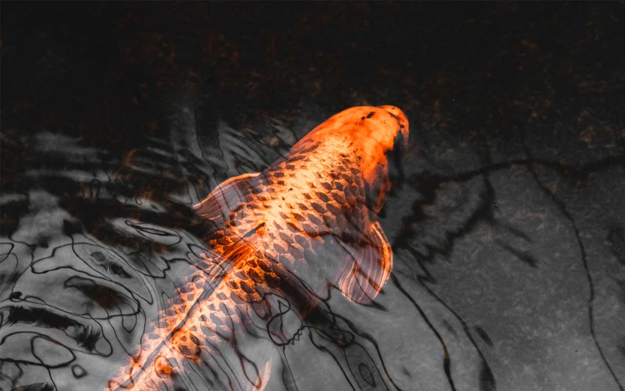 koi fish, Koi Hanako, fish, facts, Japan, China, people, life, science