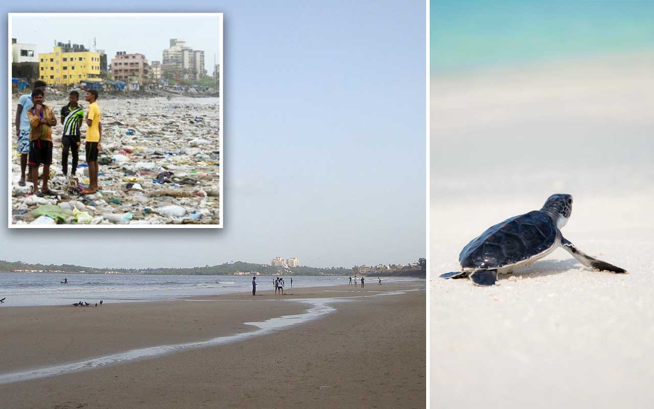 Versova beach, Mumbai, India, facts, beach, ocean, cleanup, facts, stories, uplifting