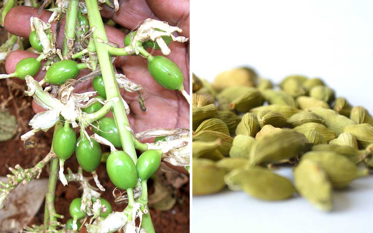 cardamom, food, spice, expensive, facts, science,