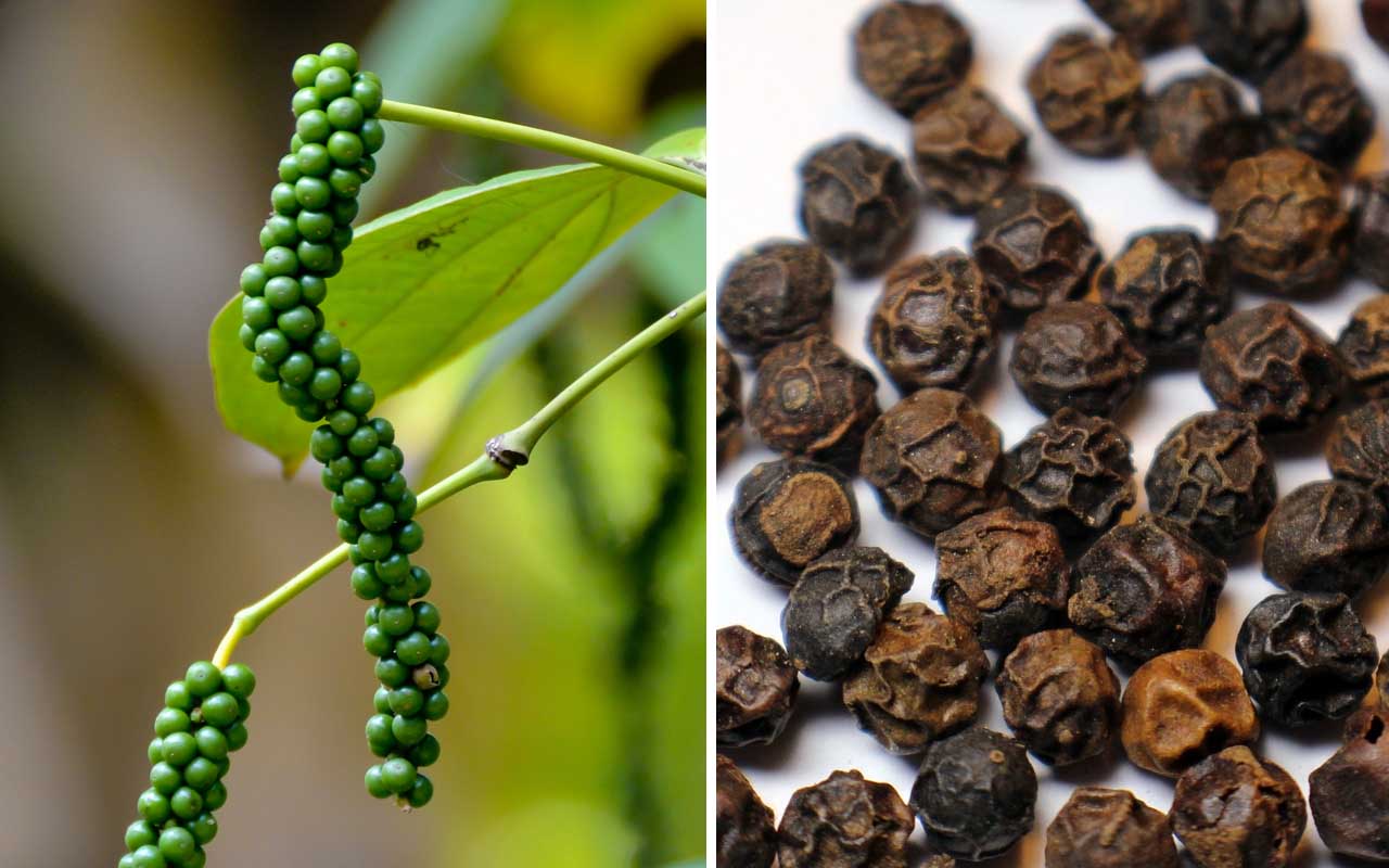 Black pepper, facts, spice, life, cooking, nature
