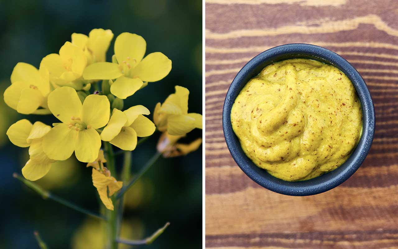 mustard, flower, seeds, food, condiments, facts, science, entertainment