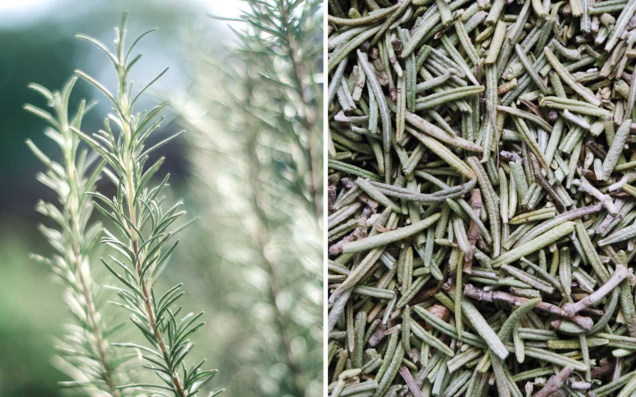 rosemary, spice, facts, cooking, baking, kitchen, 