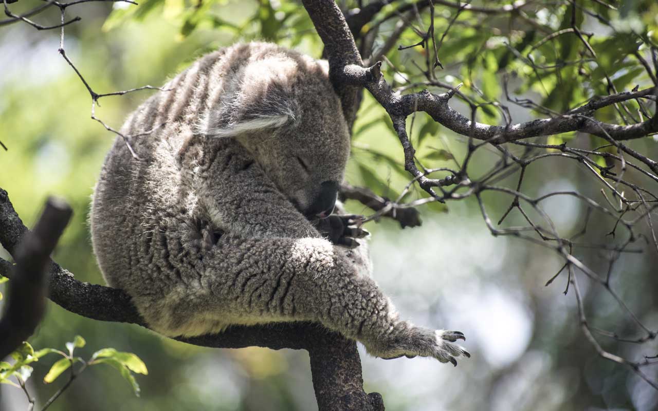 koala, sleepy, facts, animals, nature, 