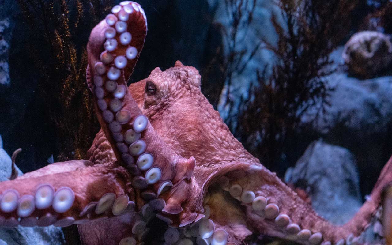 octopus, facts, animals, taste, tentacles, life,