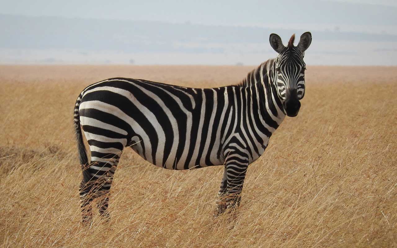 zebra, facts, animals, bugs, mosquitoes, Africa