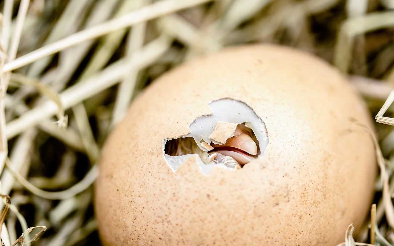 egg, facts, hatching, chicken, life