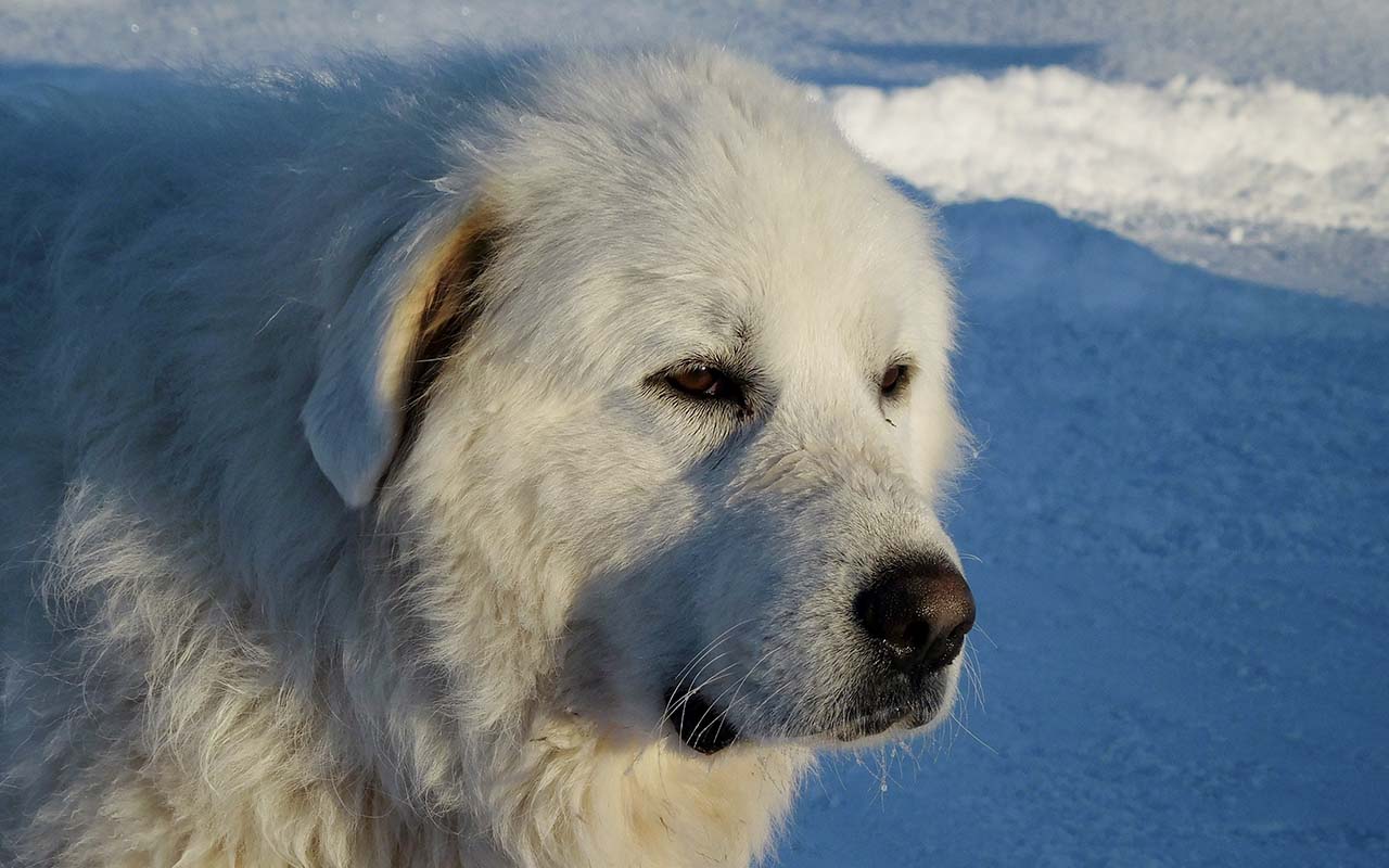 Great Pyrenees, mountain dog, facts, animals, life, nature, cold, Winter, snowing, seasons