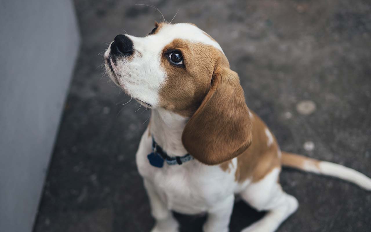 beagle, dog, breed, facts, life, animals, nature