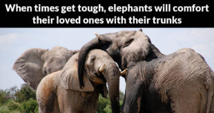 more amazing, facts, animals, elephants, nature