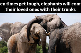 more amazing, facts, animals, elephants, nature