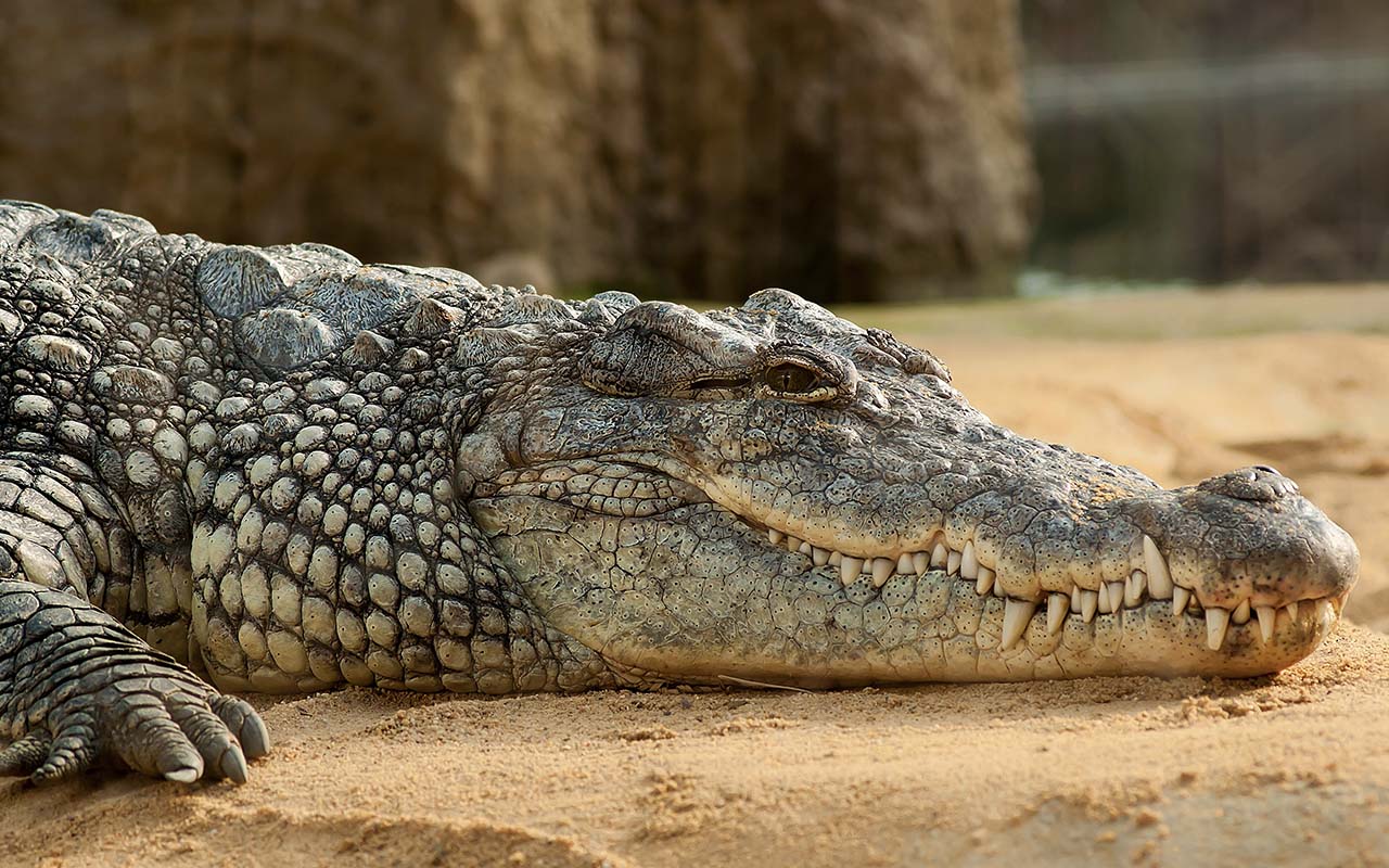 crocodiles can climb trees, facts, reptiles, animals, nature