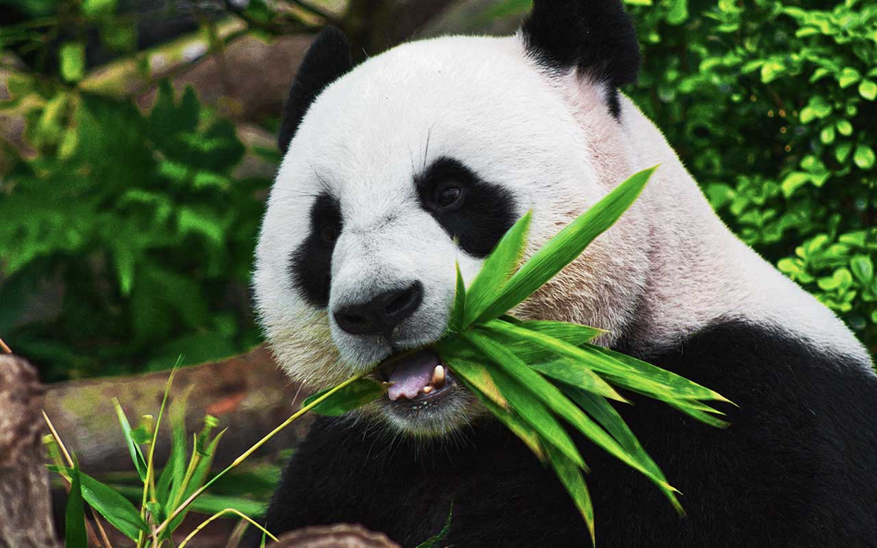 panda, China, facts, animals, nature, weird