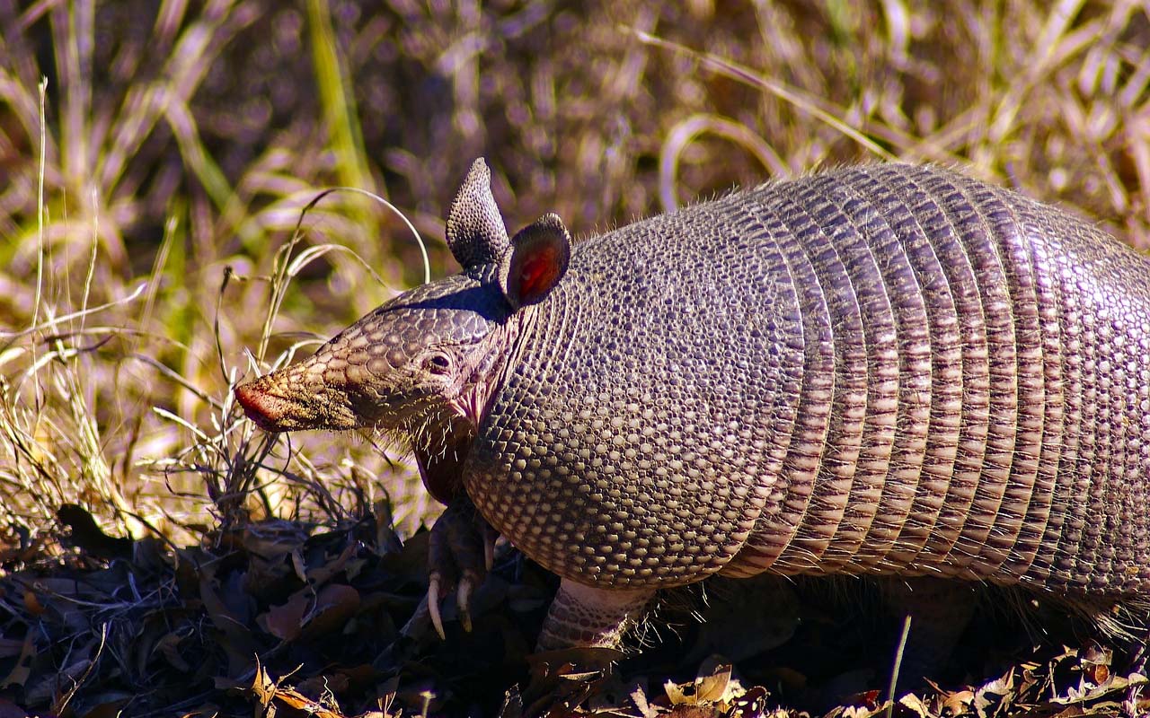 armadillo, facts, animals, nature, life, people, swimming, water, ocean, lake
