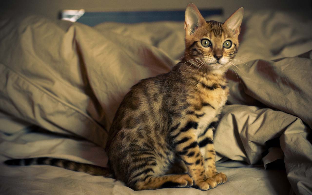 Bengal cat, kitten, animals, felines, facts, science, origins