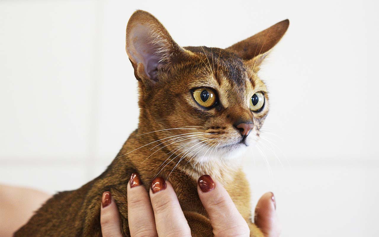 Abyssinian, cats, felines, rare, animals, life, nature
