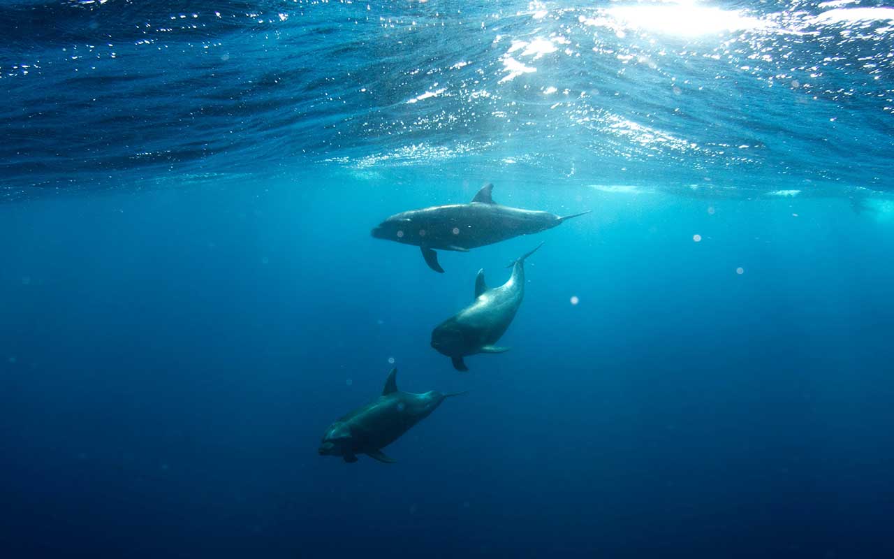 humane, animals, dolphins, life, facts, science, ocean, people, sleep walk, sleep talk