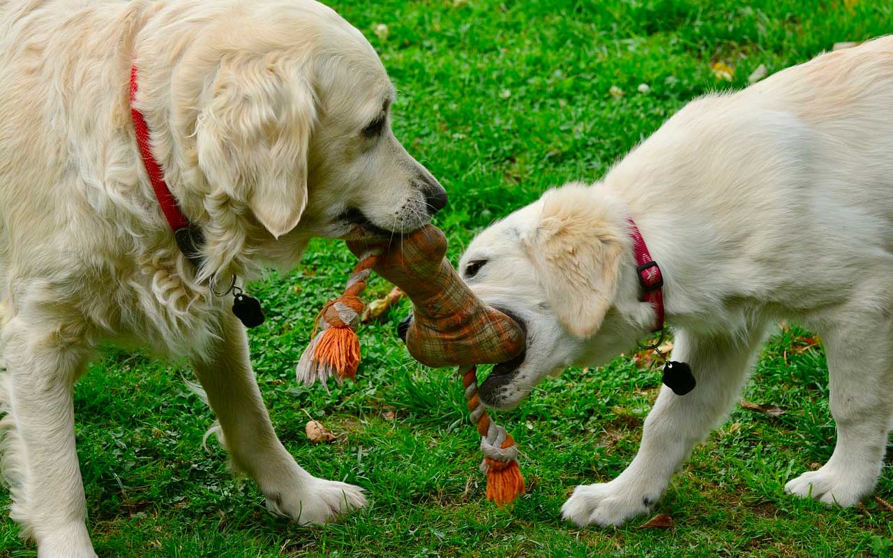 dogs, puppies, playing, facts, life, science, animals, nature