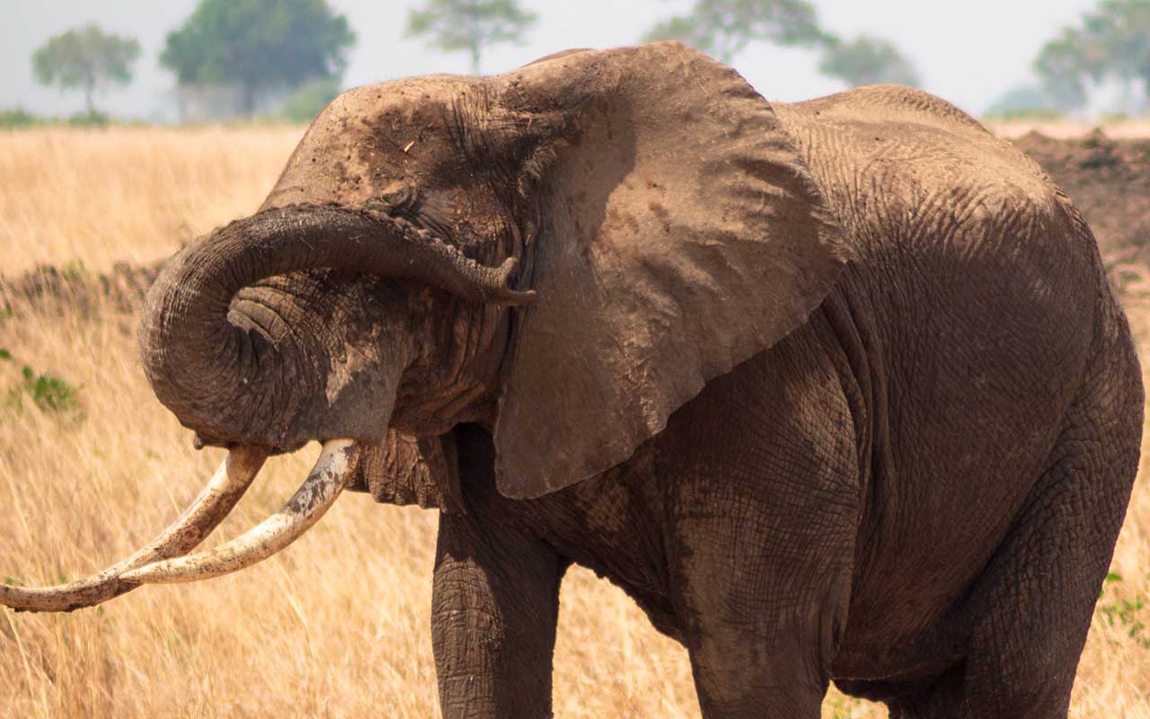 elephants, mourn, animals, humane, humans, facts, science, love