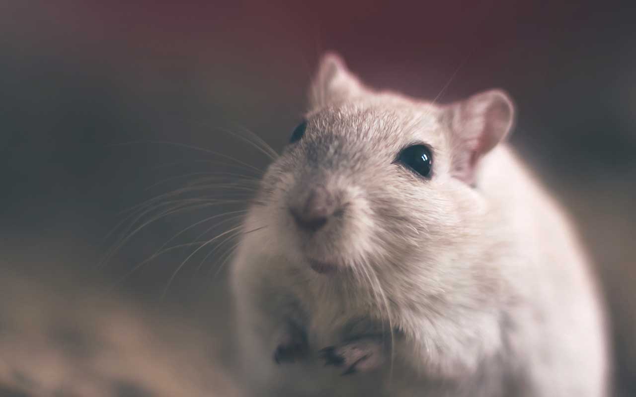 rats, mice, animals, facts, science, driving, science