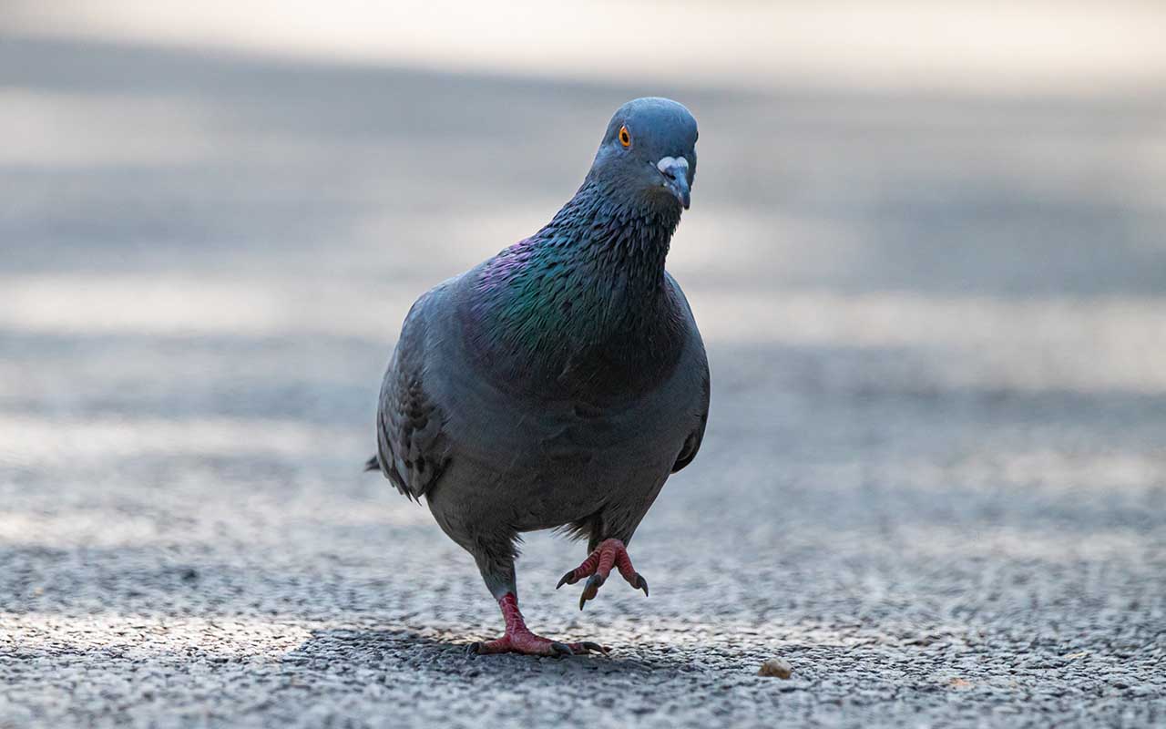pigeons, birds, animals, facts, nature, Earth, life