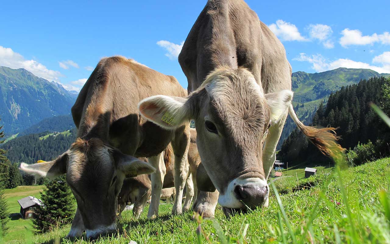 cows, best friends, life, animals, nature, farm