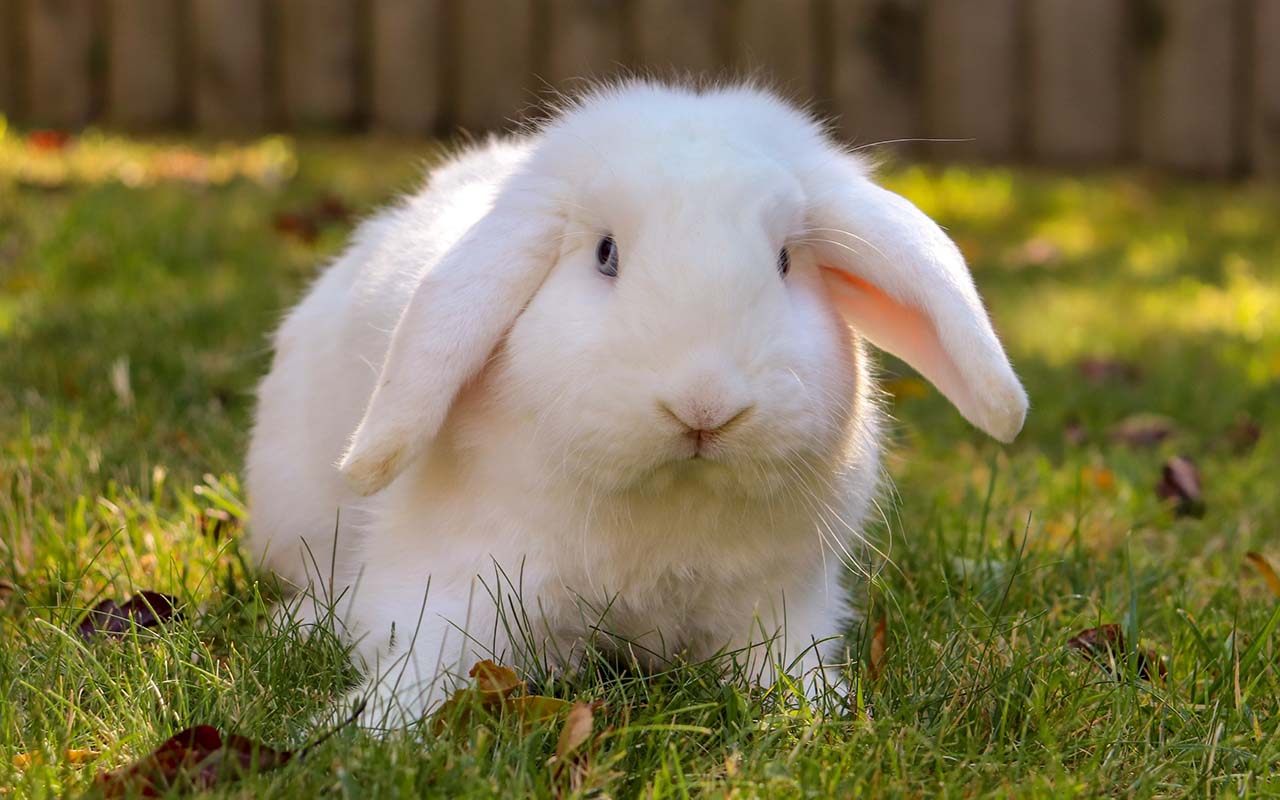 rabbit, binky, facts, science, life, people, nature